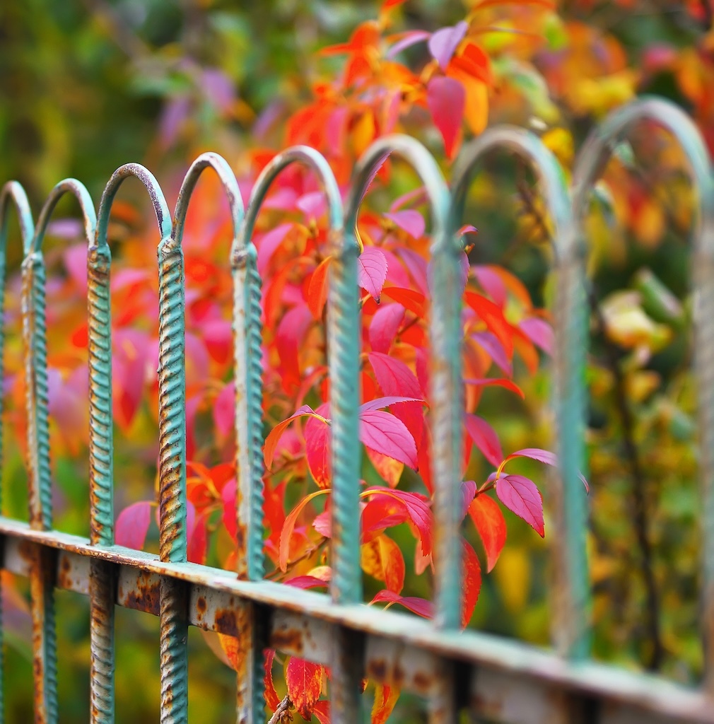 detail-of-garden-fence-with-colorful-vegetation-2025-01-07-23-09-48-utc